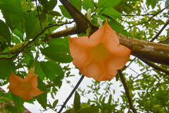 Brugmansia arborea