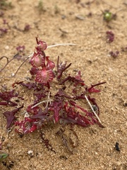 Rumex