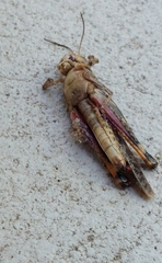 Rhammatocerus pictus