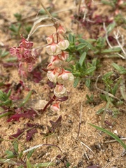 Rumex