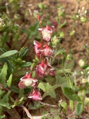 Rumex