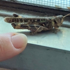 Rhammatocerus pictus