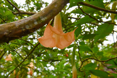 Brugmansia arborea