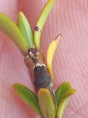 Coprosma pseudocuneata