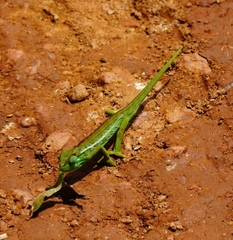 Trioceros ellioti