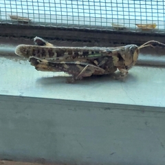 Rhammatocerus pictus