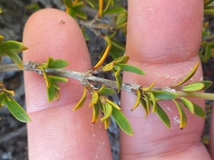 Coprosma pseudocuneata