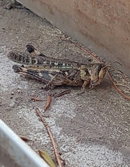 Rhammatocerus pictus