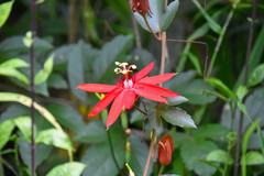 Passiflora vitifolia
