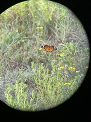 Danaus chrysippus orientis