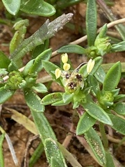 Plantago sarcophylla