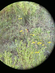 Danaus chrysippus orientis