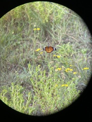 Danaus chrysippus orientis