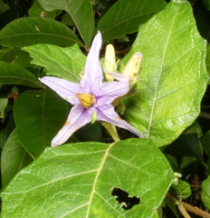 Solanum paniculatum