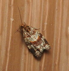 Argyrotaenia tabulana