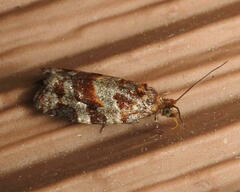 Argyrotaenia tabulana