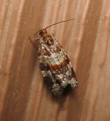 Argyrotaenia tabulana