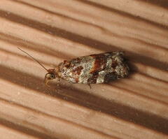 Argyrotaenia tabulana
