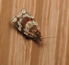 Argyrotaenia tabulana