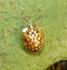 Cteisella guttigera