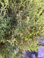 Erica tristis