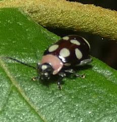 Omophoita