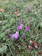 Crocus tommasinianus