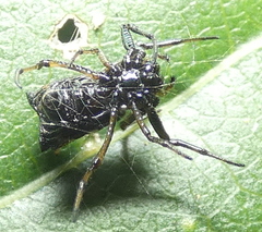 Micrathena patruelis