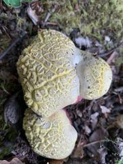 Rubroboletus satanas