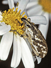Cyphocleonus armitagei