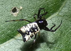 Micrathena patruelis