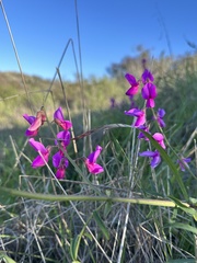 Lathyrus vestitus alefeldii