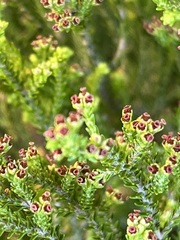 Erica tristis