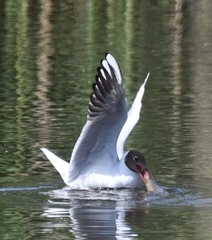 Chroicocephalus ridibundus