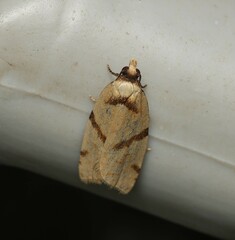 Fuscicepsana