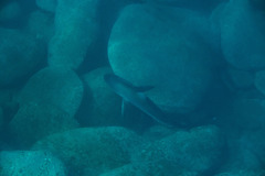 Carcharhinus