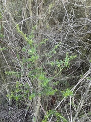 Galium nuttallii