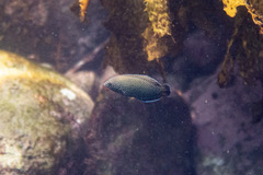 Anampses caeruleopunctatus