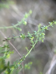 Galium nuttallii