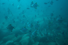 Monodactylus argenteus