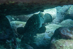 Epinephelus daemelii