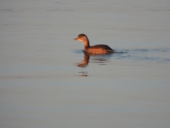 Tachybaptus ruficollis poggei