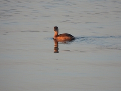 Tachybaptus ruficollis poggei