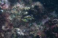 Rhinecanthus rectangulus