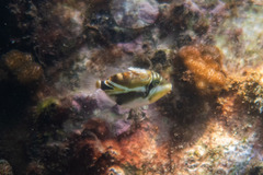 Rhinecanthus rectangulus