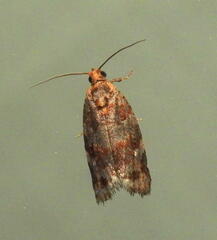 Argyrotaenia tabulana
