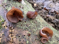 Auricularia auricula-judae