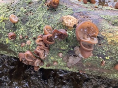 Auricularia auricula-judae