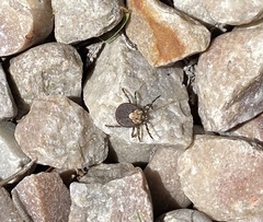 Amblyomma hebraeum