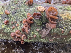 Auricularia auricula-judae
